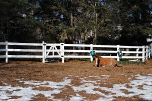 3 Rail PVC Horse Fence 3 Rail PVC Horse Fence - installed in Montclair NJ