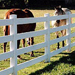 Bufftech Vinyl Post and Rail Horse Fencing